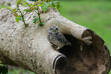 Beautiful Owl bird (Spotted owlet)
