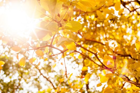 Yellow Leaves On White Background