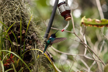 White necked Jacobin known as Florisuga mellivora
