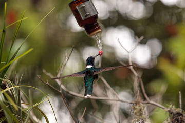 White necked Jacobin known as Florisuga mellivora