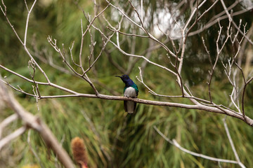 White necked Jacobin known as Florisuga mellivora