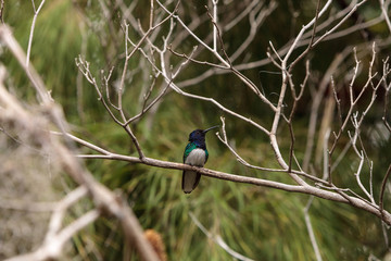 White necked Jacobin known as Florisuga mellivora