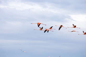 Flamants roses en vol