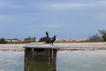 Cormorans et pélicans