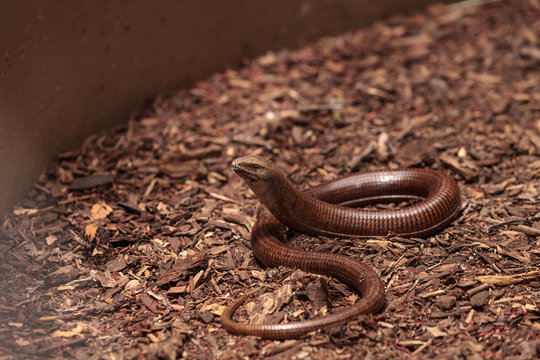 Legless lizard Scheltopusik is scientifically known as Pseudopus apodus