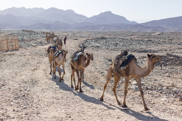 Camel Caravan Carrying Salt in Afar Ethiopia