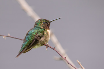 Ruby Throated Hummingbird