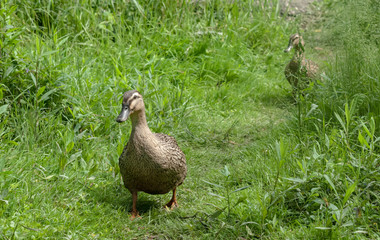 Ducks waddling 