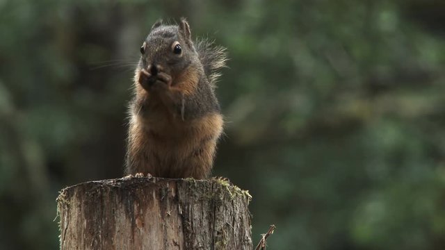 Close up on small Douglas squirrel framed left eating sunflower seeds in rainy Washington forest.