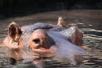 Bathing Hippo