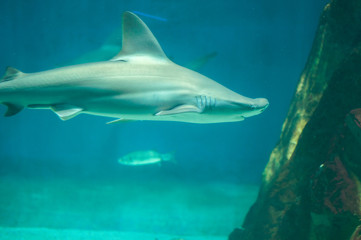 Fototapeta premium beautiful shark swim in the water
