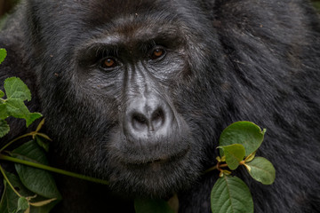 Portrait of Angry Silverback Mountain Gorilla