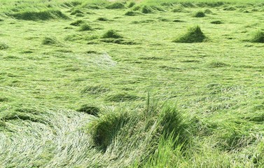 green rice field after storm passed in Thailand