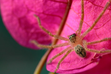 Olios giganteus spiderling