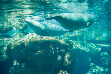 Fototapeta premium seal fish in the water