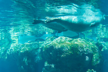 Fototapeta premium seal fish in the water