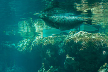 seal fish in the water
