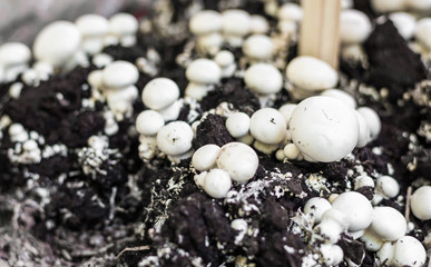 Button mushrooms growing from fungus mycelium at a street food market