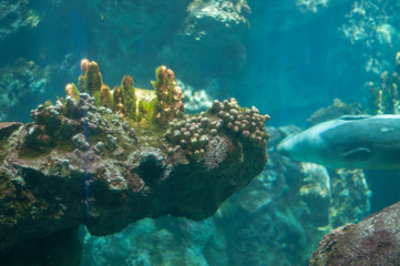 seal fish in the water