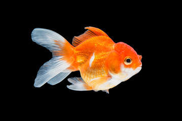 goldfish isolated on black background.