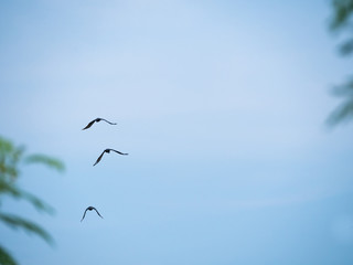 Three Crows are Flying