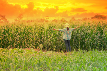 Fototapeta premium women farmer on green corn field in agricultural garden and light shines sunset