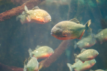 dangerous piranha in the water