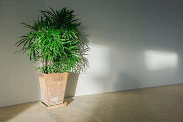Palm tree leaf and shadows on the white walls.