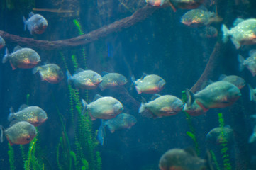 Fototapeta na wymiar dangerous piranha in the water