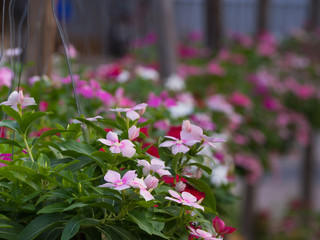 Vinca Flowers in Hanging Pots Arranged
