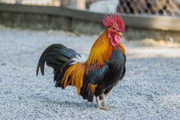 close up portrait of bantam chickens, Beautiful colorful cock