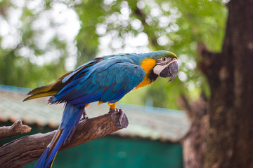 Close up  Blue and yellow Macaw on a branch