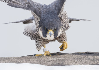 Peregrine Falcon