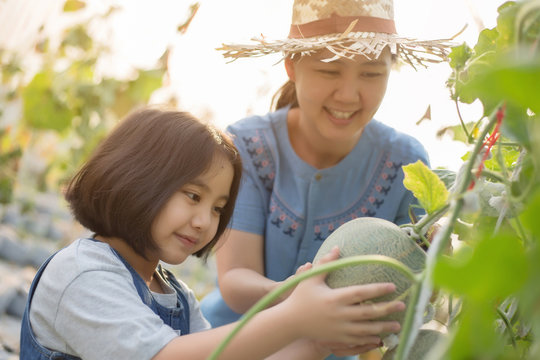 Happy Asian Child Helping Her Mother Harvest Melon In Green House Plant