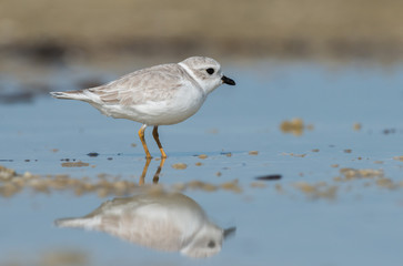 Fototapeta premium Piping Plover