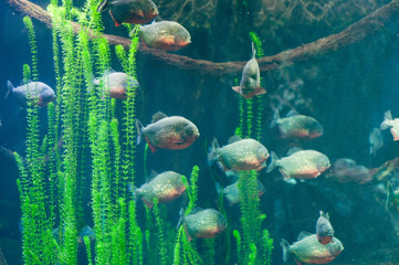 dangerous piranha in the water