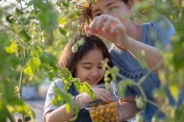 Happy Asian child helping her mother harvest little tomato in the farm
