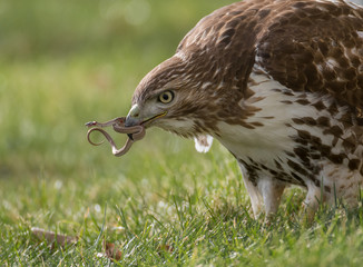 Fototapeta premium Red Tailed Hawk