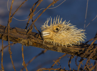 Puffer fish stuck on a limb