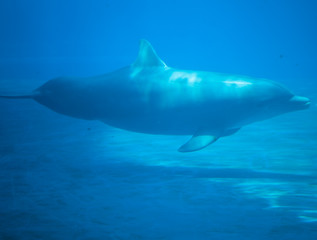 beautiful dolhin in the water