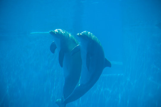 beautiful dolhin in the water