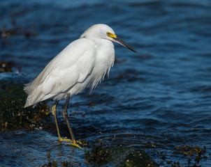 Obraz premium Snowy Egret