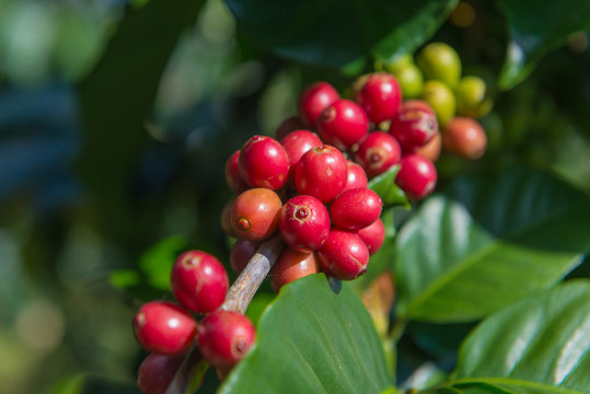 Arabica and Robusta tree in Coffee plantation