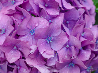 purple hydrangea with water drop in the rainy day