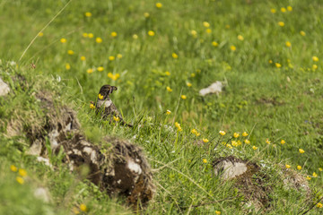 Merle à plastron - Chartreuse - Isère.
