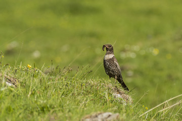 Merle à plastron - Chartreuse - Isère.