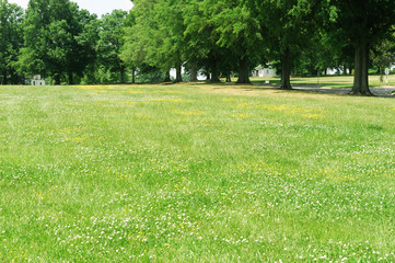 green meadow and trees in row in spring park