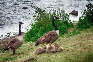Fototapeta premium Canadian geese at Duddingston Loch, Scotland