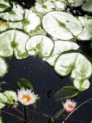 close up shot of water lily lotus