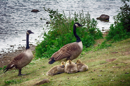 Canadian geese at Duddingston Loch, Scotland